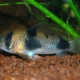 picture of Corydoras weitzmani