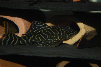 Hypancistrus sp. "Mega Clown"