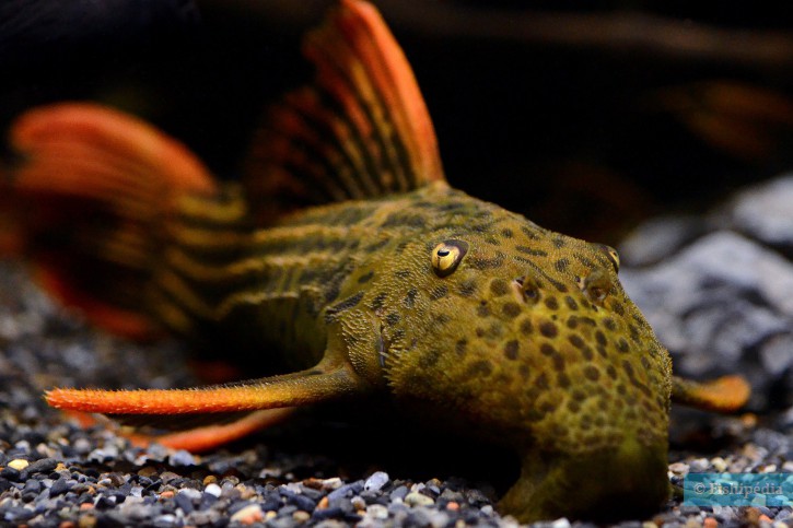 Pseudacanthicus pirarara - pseudacanthicus 'Scarlet'