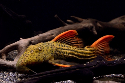 pseudacanthicus 'Scarlet' Loricariidae