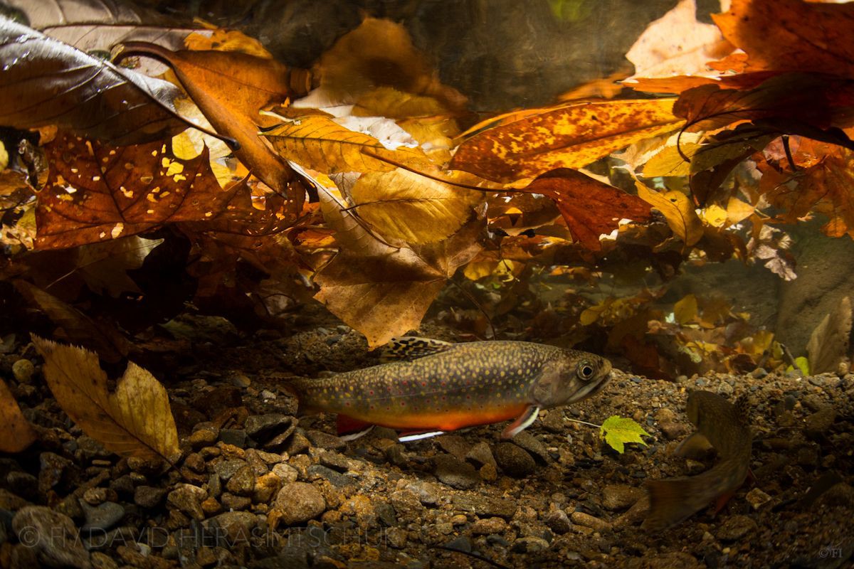 Salvelinus fontinalis