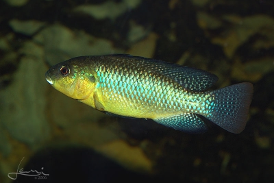 Alcolapia alcalica