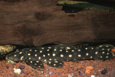 L082 Loricariidae