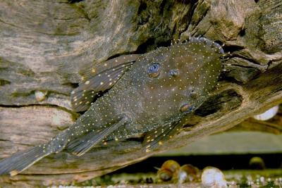 silure pointillé Loricariidae