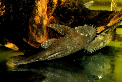 Ancistrus tamboensis Loricariidae