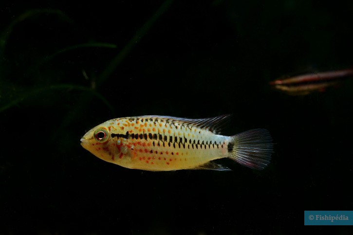 Apistogramma guttata