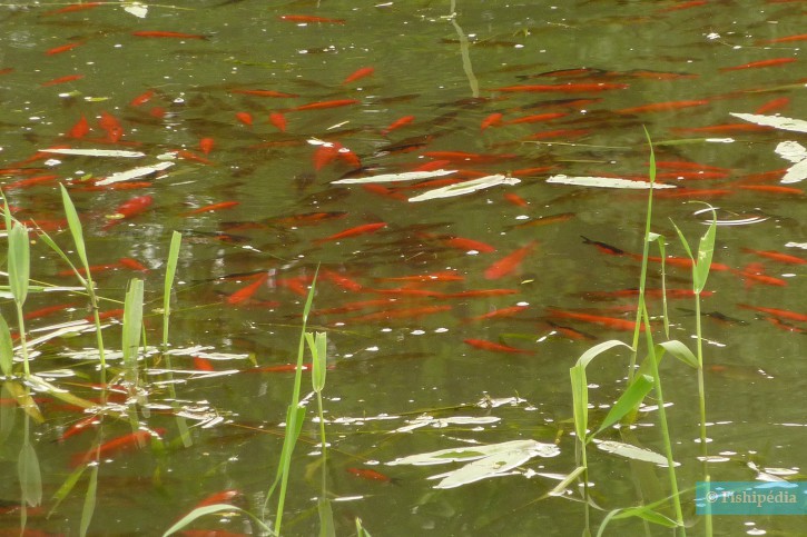 Abandonné dans les rivières, faut-il se méfier du poisson rouge?