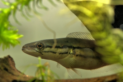 Channa diplogramma Channidae