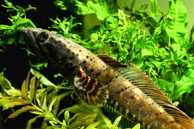 Channa ornatipinnis Channidae