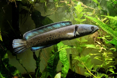 Channa stewartii Channidae
