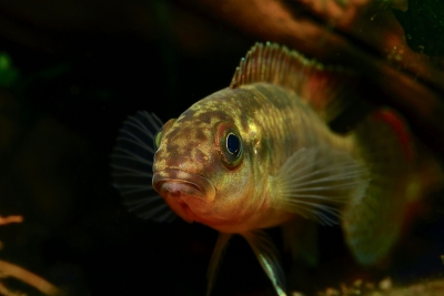 Congochromis sabinae