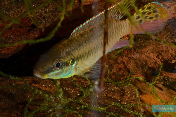 Enigmatochromis lucanusi