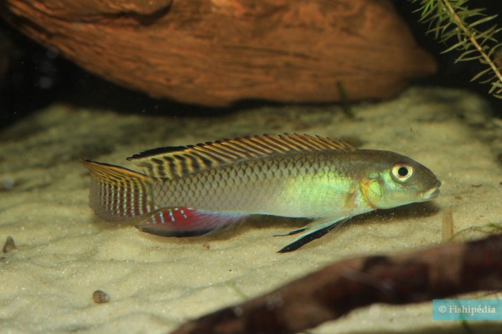 Nanochromis splendens