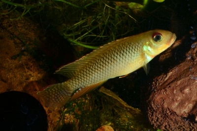 Nanochromis sp. aff. nudiceps Cichlidae