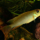 picture of Nanochromis sp. aff. nudiceps