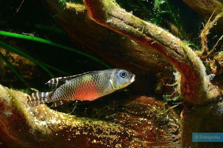 Nanochromis transvestitus