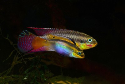 Pelvicachromis kribensis Cichlidae