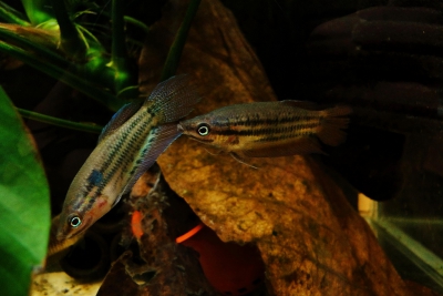 gourami croador