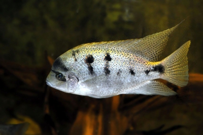 Maskaheros argenteus Cichlidae