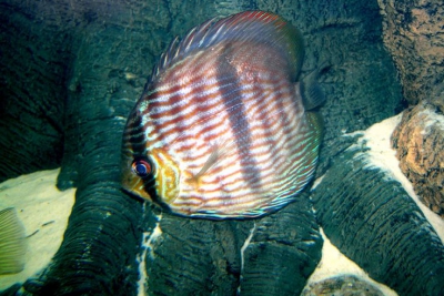 discus de Heckel Cichlidae