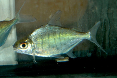 pacu brebis Characidae