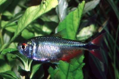 Astyanax fasciatus Characidae