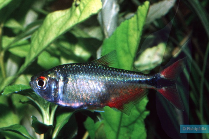 Astyanax fasciatus