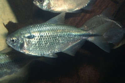 Astyanax venezuelae Characidae