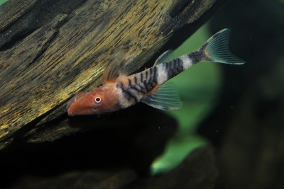 Hypoptopoma sp. Perou