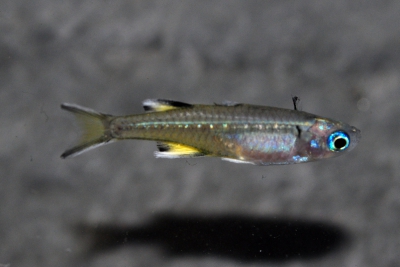 Pseudomugil signifer Pseudomugilidae