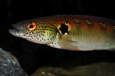 Crenicichla lenticulata Cichlidae