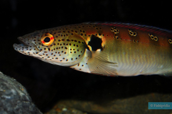 Crenicichla lenticulata