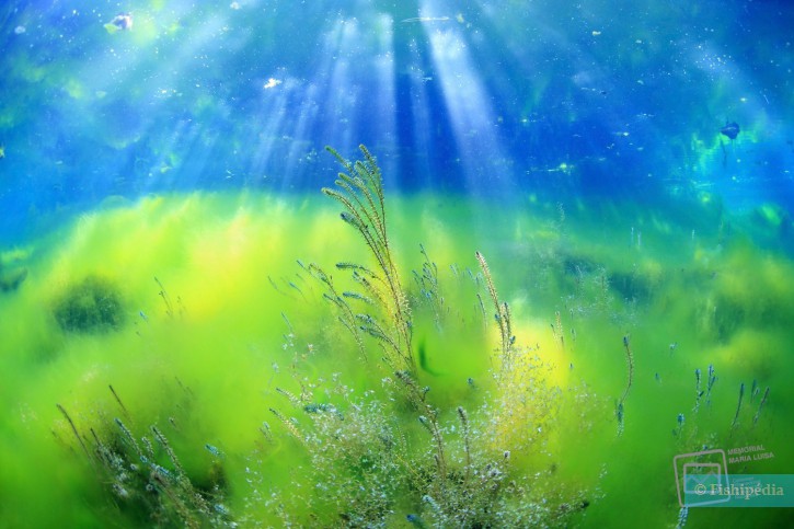 « Eaux douces des Alpes », en route vers les profondeurs alpines « Eaux douces des Alpes », en route vers les profondeurs alpines