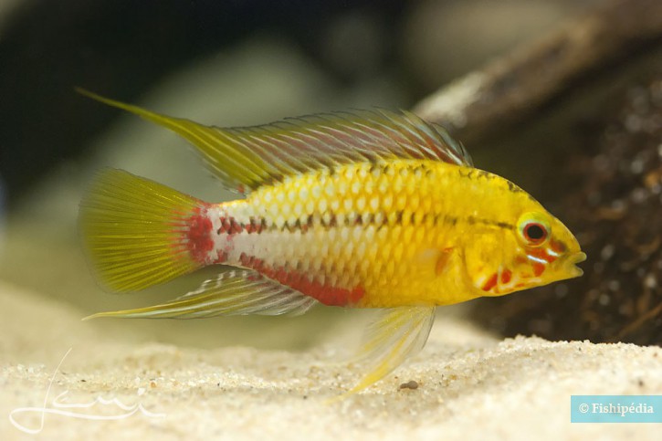 Mais comment vivent les Apistogramma? Mais comment vivent les Apistogramma?