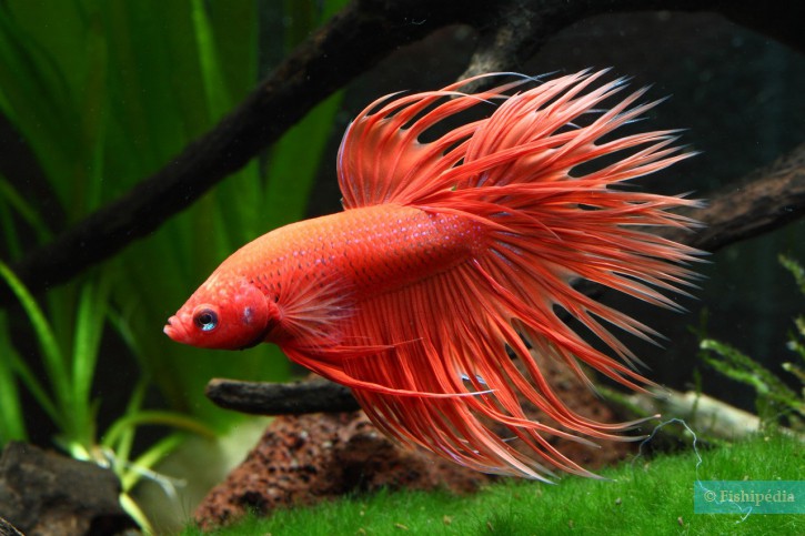 Betta splendens - pez luchador de Siam