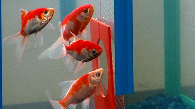 Le poisson rouge aurait-il une mémoire d’éléphant ? Le poisson rouge aurait-il une mémoire d’éléphant ?