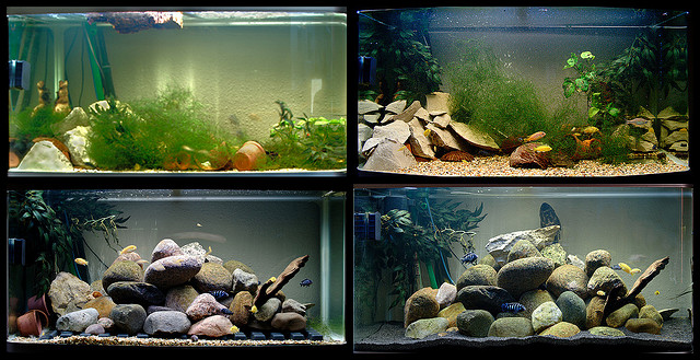 Un Aquarium sans poissons – Aquariophile facile, en eau douce et marine.