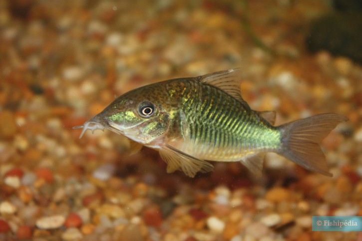 Corydoras multiradiatus