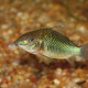 picture of Corydoras multiradiatus