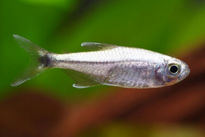 Hemigrammus rodwayi Characidae
