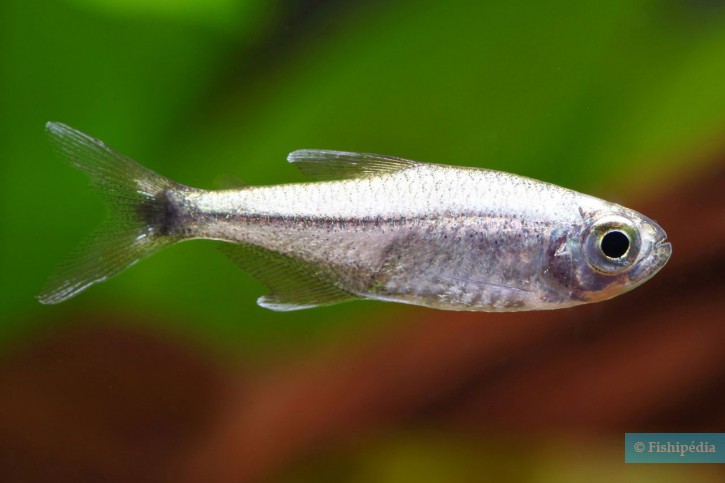 Hemigrammus rodwayi