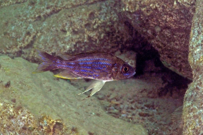 Aulonocranus dewindti Cichlidae
