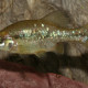 picture of Ameca splendens