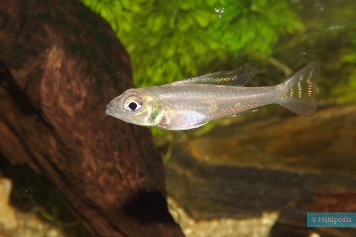 Biotoecus opercularis