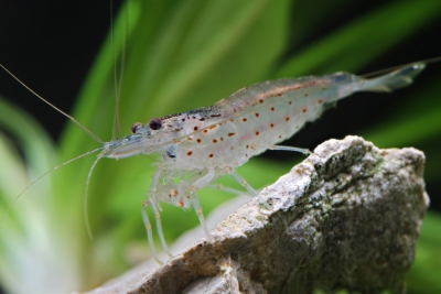 crevette Amano Atyidae