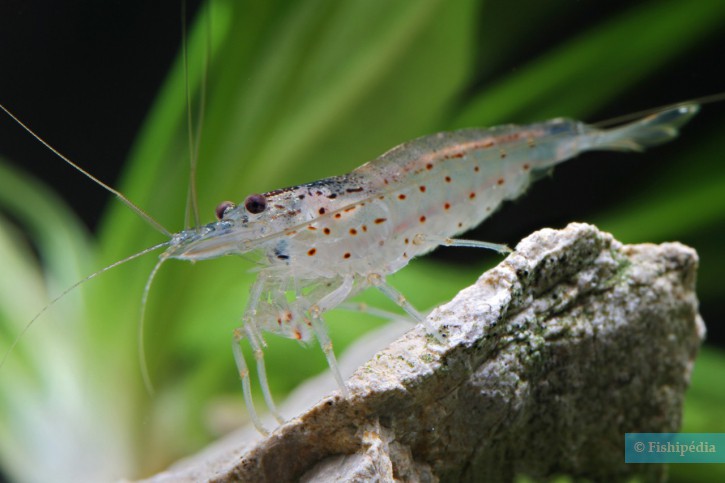 Caridina multidentata