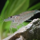 picture of Caridina multidentata