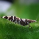 picture of Caridina serratirostris