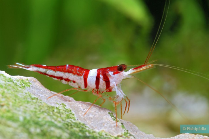 Caridina woltereckae