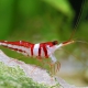 picture of Caridina woltereckae